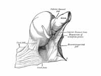 The cecal fossa. The ileum and cecum ...