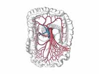 The superior mesenteric artery and it...