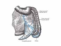 The lymphatics of cecum and vermiform...