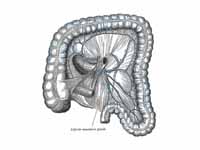 Lymphatics of colon.