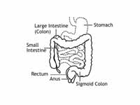 Front of abdomen, showing the large i...