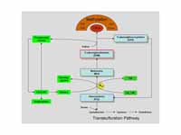 Choline metabolism. (Choline is green...