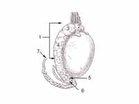 1 Epididymis 2 Head of epididymis 3 L...