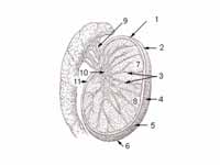 1  Head or upper pole of testis  -  2...