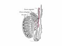 Vertical section of the testis, to sh...