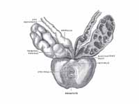 Prostate with seminal vesicles and se...