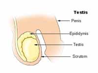 Testis