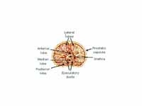 Lobes of prostate