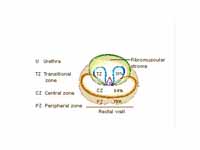 Zones of prostate