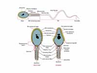 Diagram of a human spermatozoon