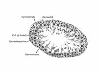 Cross section of the epithelium of a ...