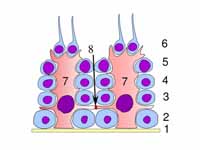 Germinal epithelium of the testicle. ...