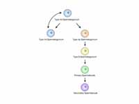 Schematic diagram of Spermatocytogenesis