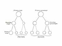 Scheme showing analogies in the proce...