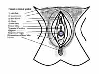 Schematic vulva anatomy.