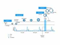 Diagram of folliculogenesis, starting...