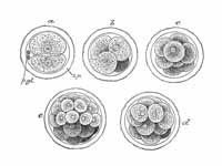 First stages of segmentation of a mam...