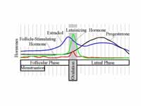 Hormone levels during the menstrual c...