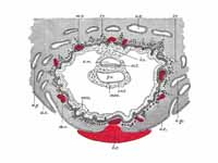 Section through ovum imbedded in the ...