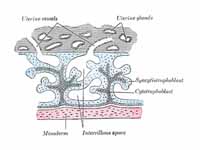 Primary chorionic villi. Diagrammatic.