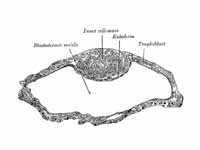 Blastodermic vesicle of Vespertilio m...