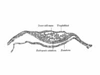 Section through embryonic disk of Ves...