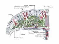 Scheme of placental circulation.