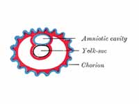 Diagram showing earliest observed sta...