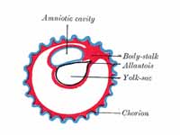 Diagram illustrating early formation ...