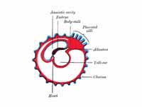 Diagram showing later stage of allant...