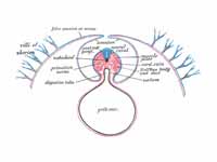 iagram of a transverse section, showi...