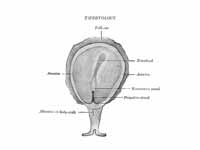 Surface view of embryo of Hylobates c...