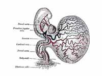 Human embryo of about fourteen days, ...