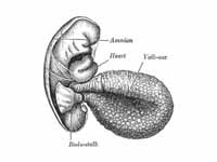 Human embryo of 2.6 mm.