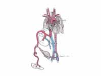 Fetal circulation; the umbilical vein...