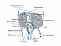 The liver and the veins in connection...