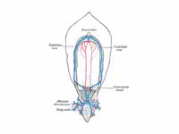 Diagram of the vascular channels in a...