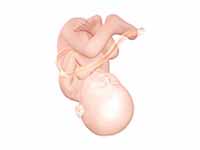 Fetus at 38 weeks after fertilization