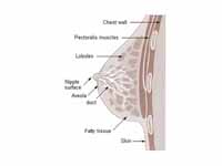 Cross section of the breast of a huma...