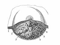 Dissection of a lactating breast.  - ...